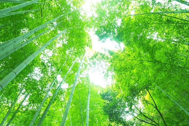 bamboo_eco_02